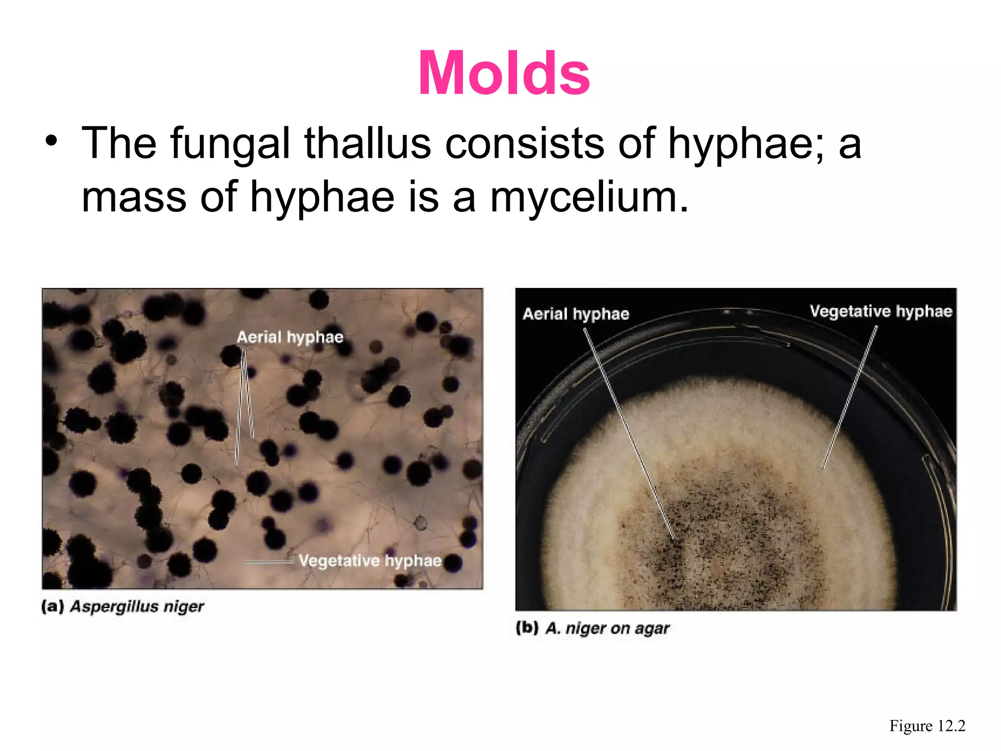 • The fungal thallus consists of hyphae; a
mass of hyphae is a mycelium.
Molds
Figure 12.2
 