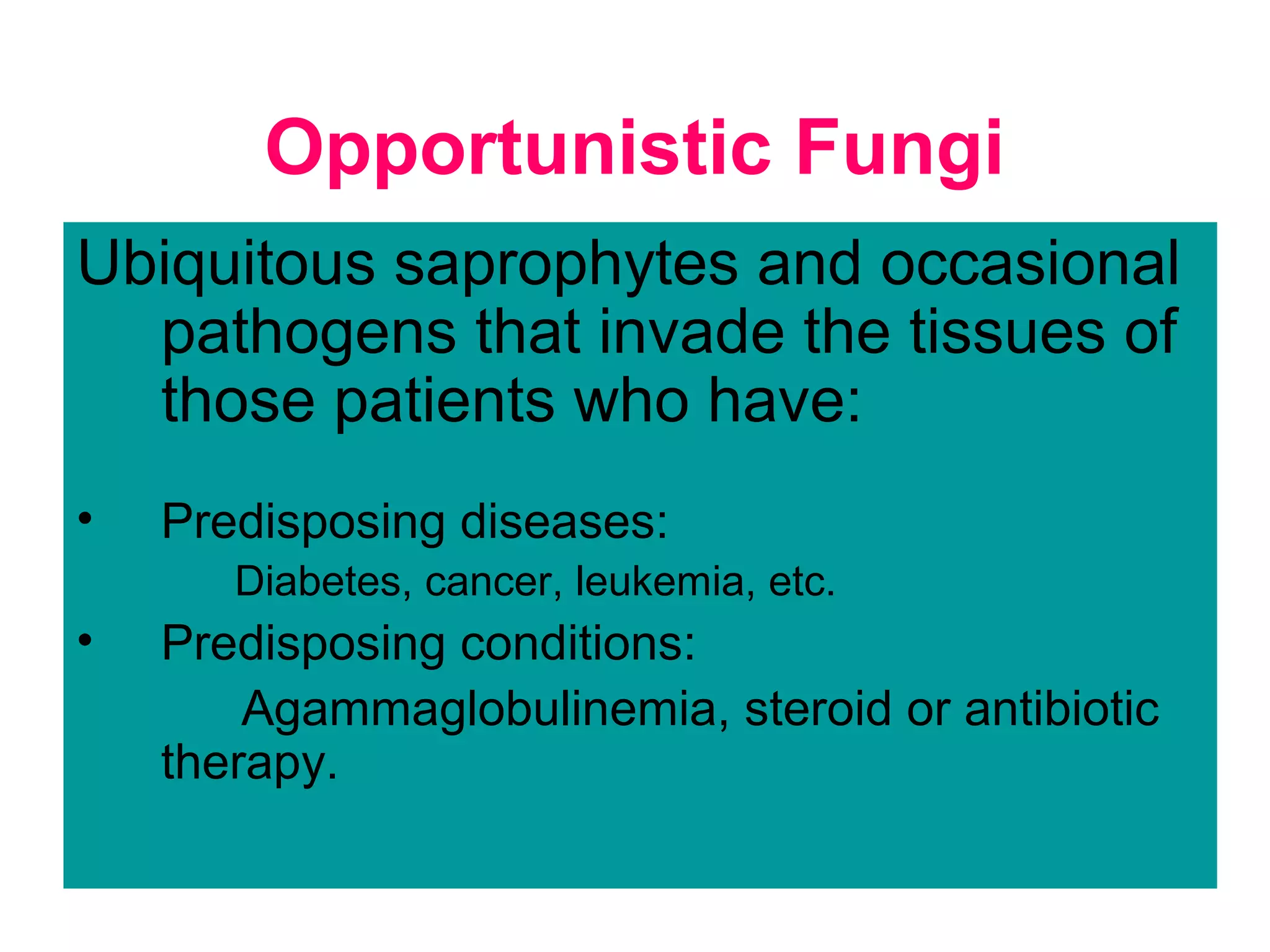 Opportunistic Fungi
Ubiquitous saprophytes and occasional
pathogens that invade the tissues of
those patients who have:
• Predisposing diseases:
Diabetes, cancer, leukemia, etc.
• Predisposing conditions:
Agammaglobulinemia, steroid or antibiotic
therapy.
 