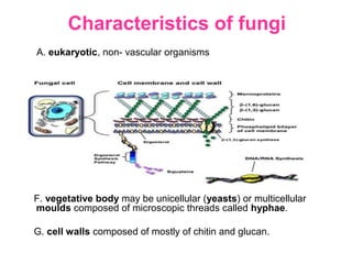 Characteristics of fungi
A. eukaryotic, non- vascular organisms
B. reproduce by means of spores (conidia), usually wind-
disseminated
C. both sexual (meiotic) and asexual (mitotic) spores may be
produced, depending on the species and conditions
D. typically not motile, although a few (e.g. Chytrids) have a motile
phase.
E. like plants, may have a stable haploid & diploid states
F. vegetative body may be unicellular (yeasts) or multicellular
moulds composed of microscopic threads called hyphae.
G. cell walls composed of mostly of chitin and glucan.
 