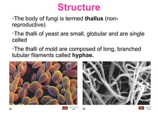 Structure
•The body of fungi is termed thallus (non-
reproductive)
•The thalli of yeast are small, globular and are single
celled
•The thalli of mold are composed of long, branched
tubular filaments called hyphae.
 