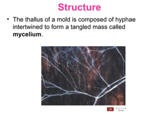 Structure
• The thallus of a mold is composed of hyphae
intertwined to form a tangled mass called
mycelium.
 