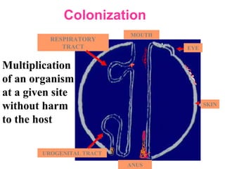 EYE
SKIN
UROGENITAL TRACT
ANUS
MOUTH
RESPIRATORY
TRACT
Colonization
Multiplication
of an organism
at a given site
without harm
to the host
 
