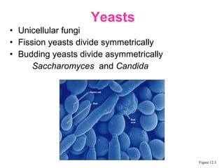 • Unicellular fungi
• Fission yeasts divide symmetrically
• Budding yeasts divide asymmetrically
Saccharomyces and Candida
Yeasts
Figure 12.3
 