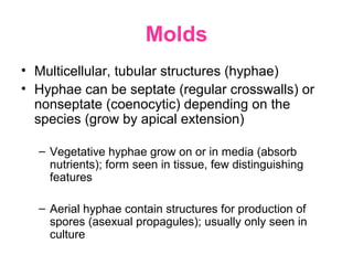 Molds
• Multicellular, tubular structures (hyphae)
• Hyphae can be septate (regular crosswalls) or
nonseptate (coenocytic) depending on the
species (grow by apical extension)
– Vegetative hyphae grow on or in media (absorb
nutrients); form seen in tissue, few distinguishing
features
– Aerial hyphae contain structures for production of
spores (asexual propagules); usually only seen in
culture
 