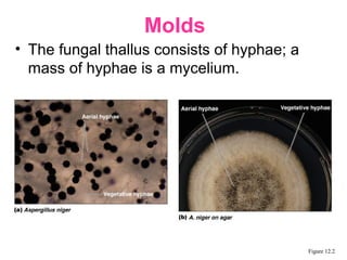 • The fungal thallus consists of hyphae; a
mass of hyphae is a mycelium.
Molds
Figure 12.2
 