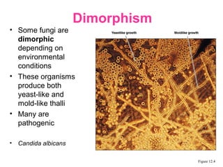 • Some fungi are
dimorphic
depending on
environmental
conditions
• These organisms
produce both
yeast-like and
mold-like thalli
• Many are
pathogenic
• Candida albicans
Dimorphism
Figure 12.4
 