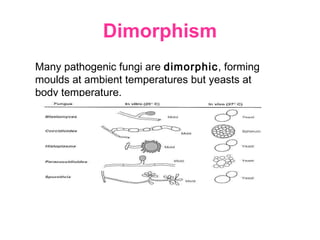 Dimorphism
Many pathogenic fungi are dimorphic, forming
moulds at ambient temperatures but yeasts at
body temperature.
 