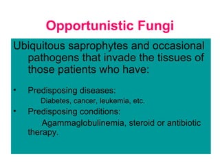 Opportunistic Fungi
Ubiquitous saprophytes and occasional
pathogens that invade the tissues of
those patients who have:
• Predisposing diseases:
Diabetes, cancer, leukemia, etc.
• Predisposing conditions:
Agammaglobulinemia, steroid or antibiotic
therapy.
 