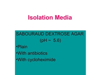 Isolation Media
SABOURAUD DEXTROSE AGAR
(pH ~ 5.6)
•Plain
•With antibiotics
•With cycloheximide
 