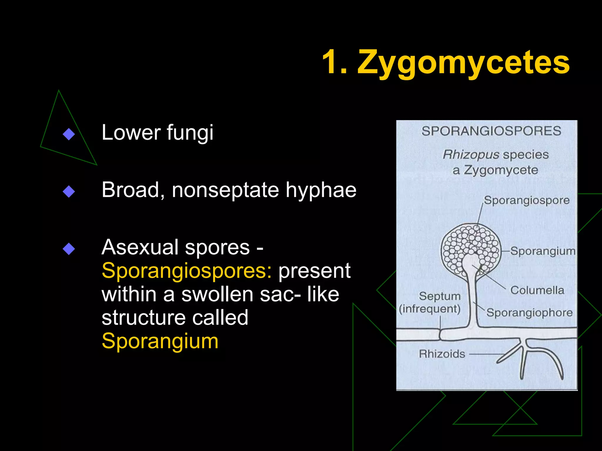 1. Zygomycetes
 Lower fungi
 Broad, nonseptate hyphae
 Asexual spores -
Sporangiospores: present
within a swollen sac- like
structure called
Sporangium
 