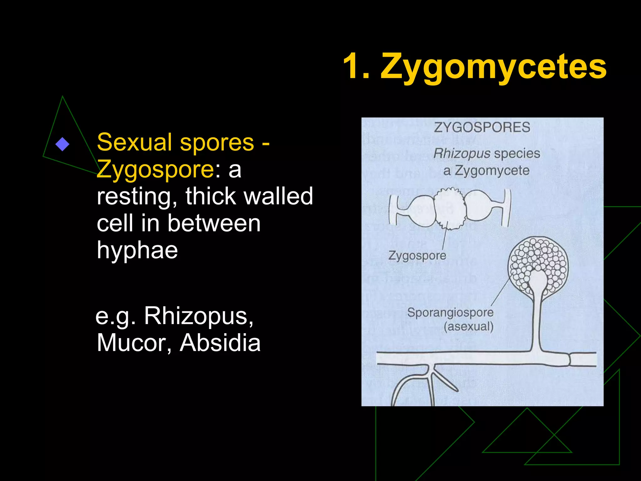 1. Zygomycetes
 Sexual spores -
Zygospore: a
resting, thick walled
cell in between
hyphae
e.g. Rhizopus,
Mucor, Absidia
 