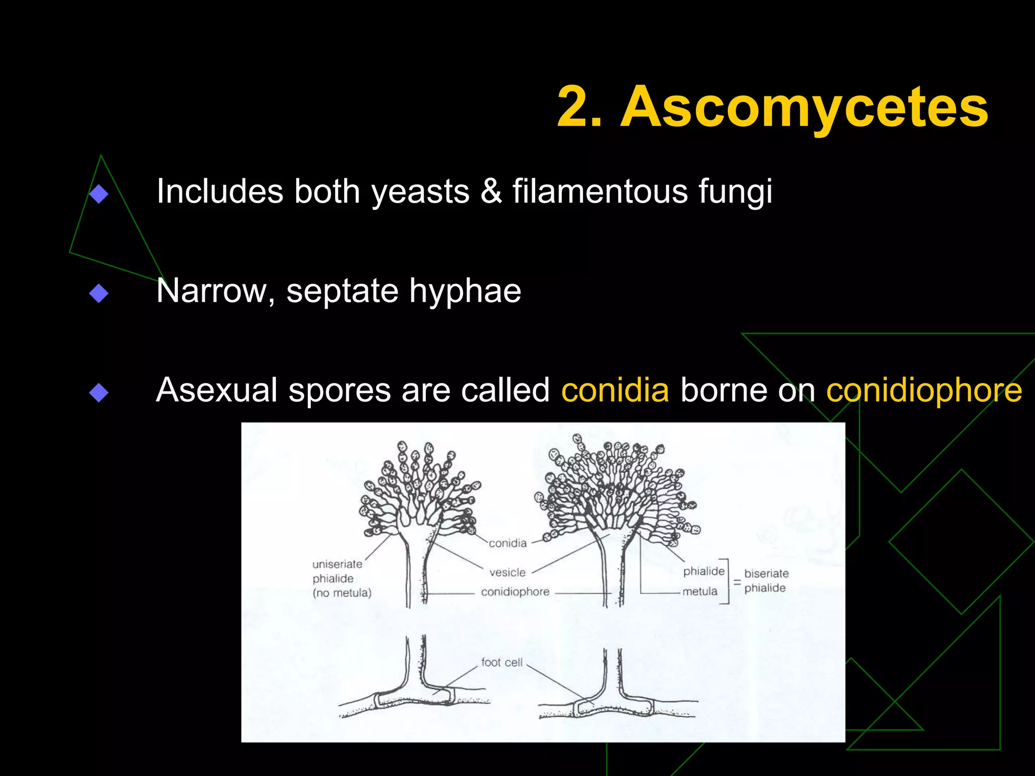 2. Ascomycetes
 Includes both yeasts & filamentous fungi
 Narrow, septate hyphae
 Asexual spores are called conidia borne on conidiophore
 
