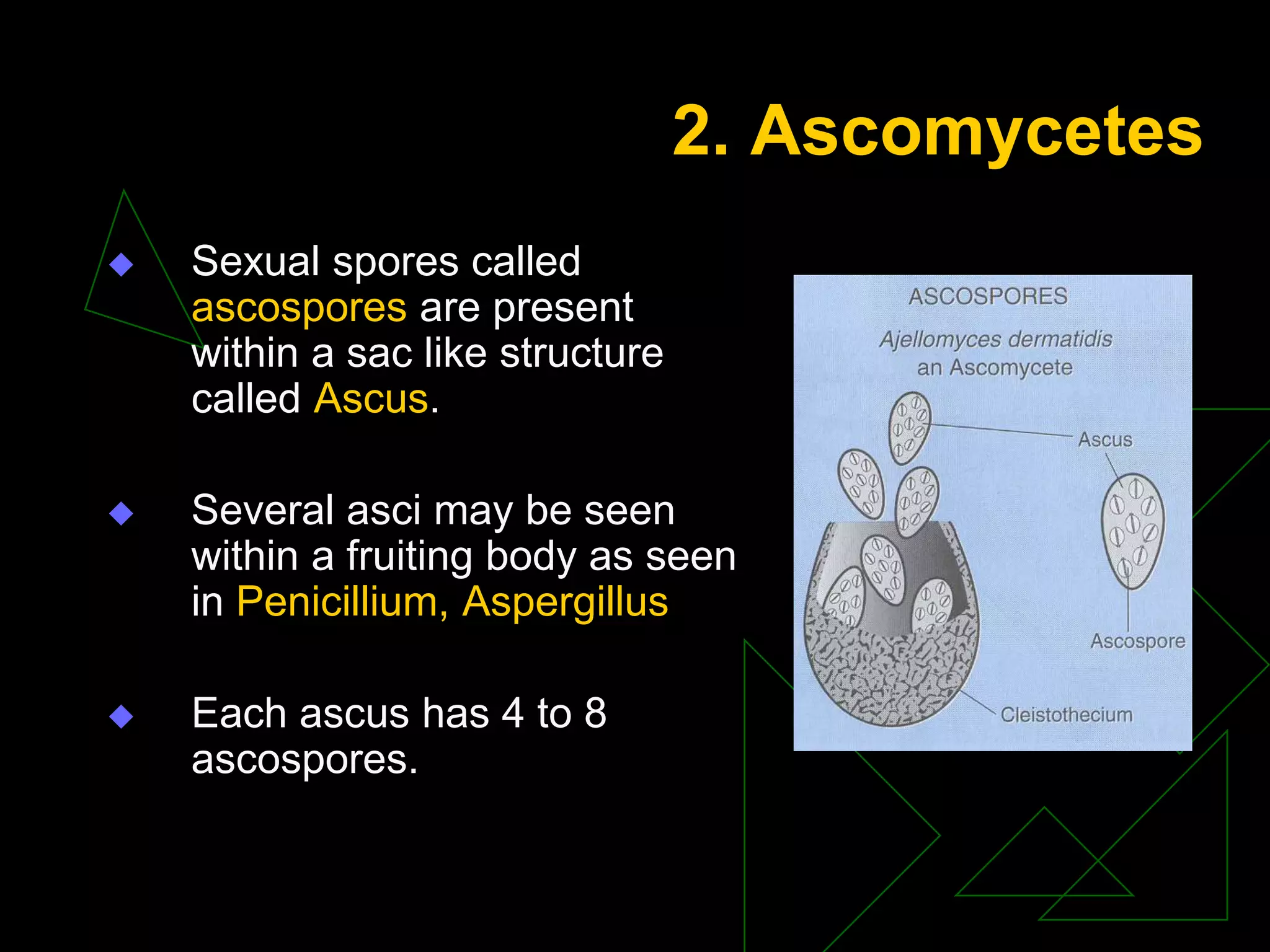 2. Ascomycetes
 Sexual spores called
ascospores are present
within a sac like structure
called Ascus.
 Several asci may be seen
within a fruiting body as seen
in Penicillium, Aspergillus
 Each ascus has 4 to 8
ascospores.
 