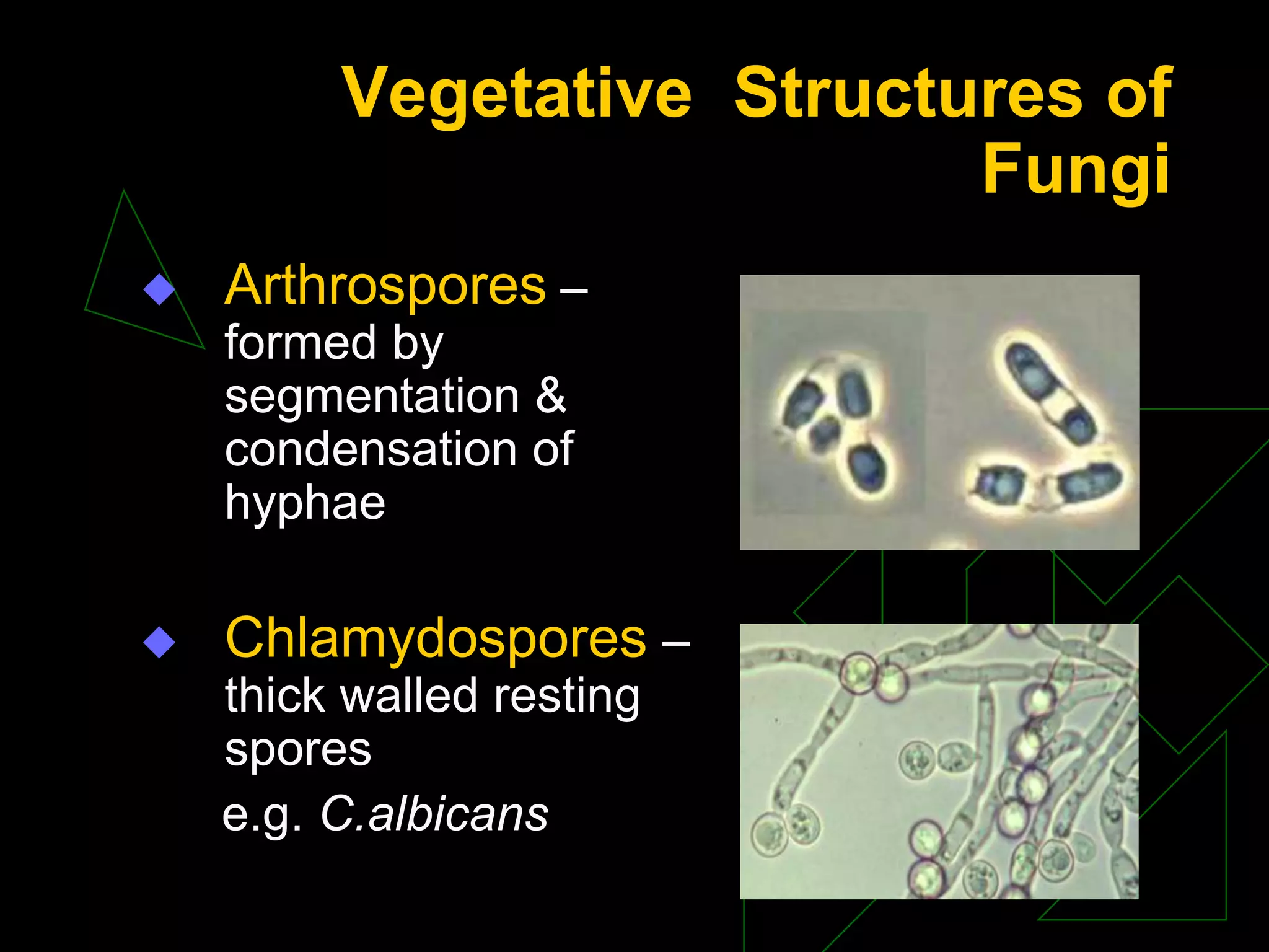 Vegetative Structures of
Fungi
 Arthrospores –
formed by
segmentation &
condensation of
hyphae
 Chlamydospores –
thick walled resting
spores
e.g. C.albicans
 