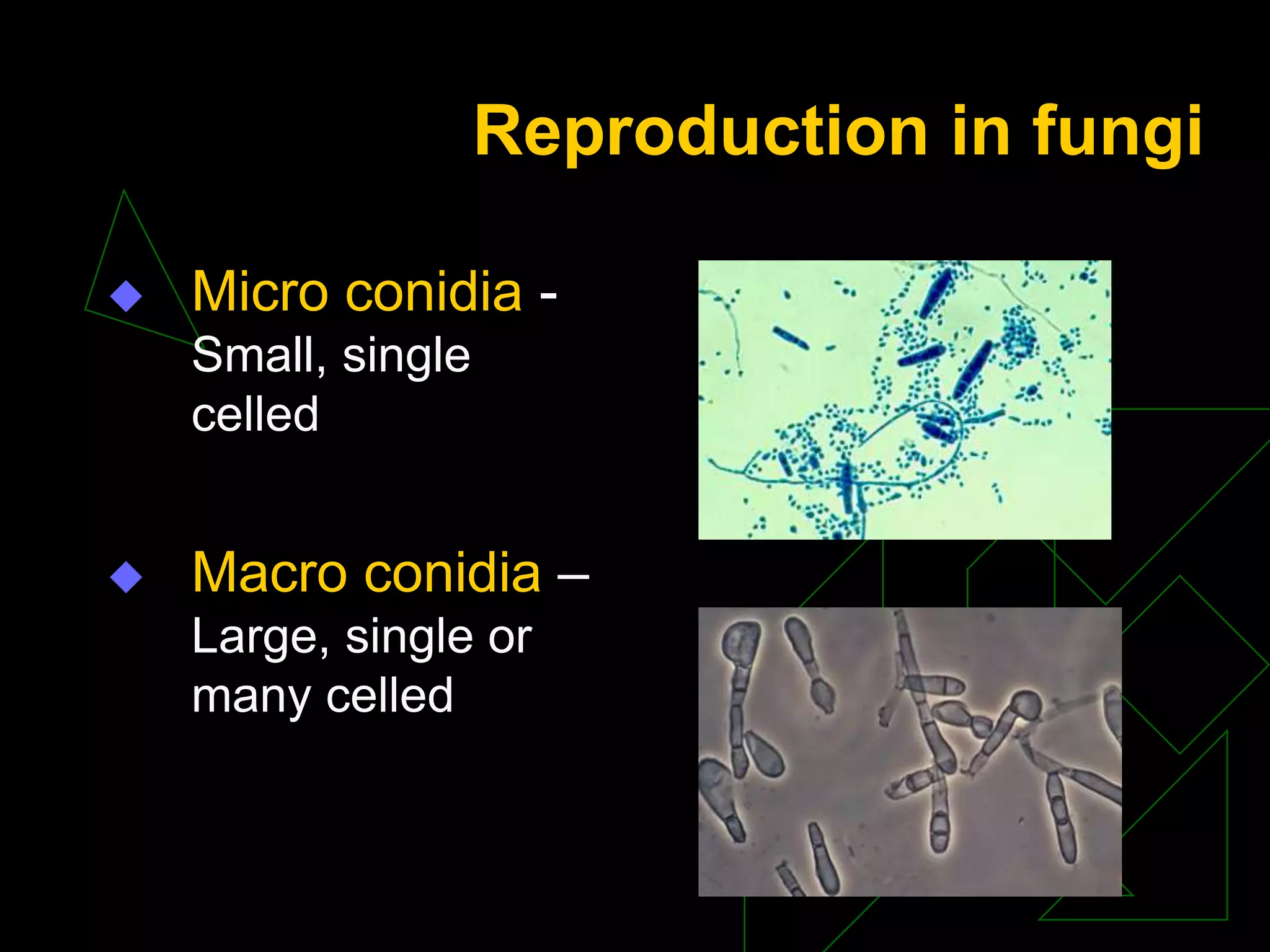 Reproduction in fungi
 Micro conidia -
Small, single
celled
 Macro conidia –
Large, single or
many celled
 