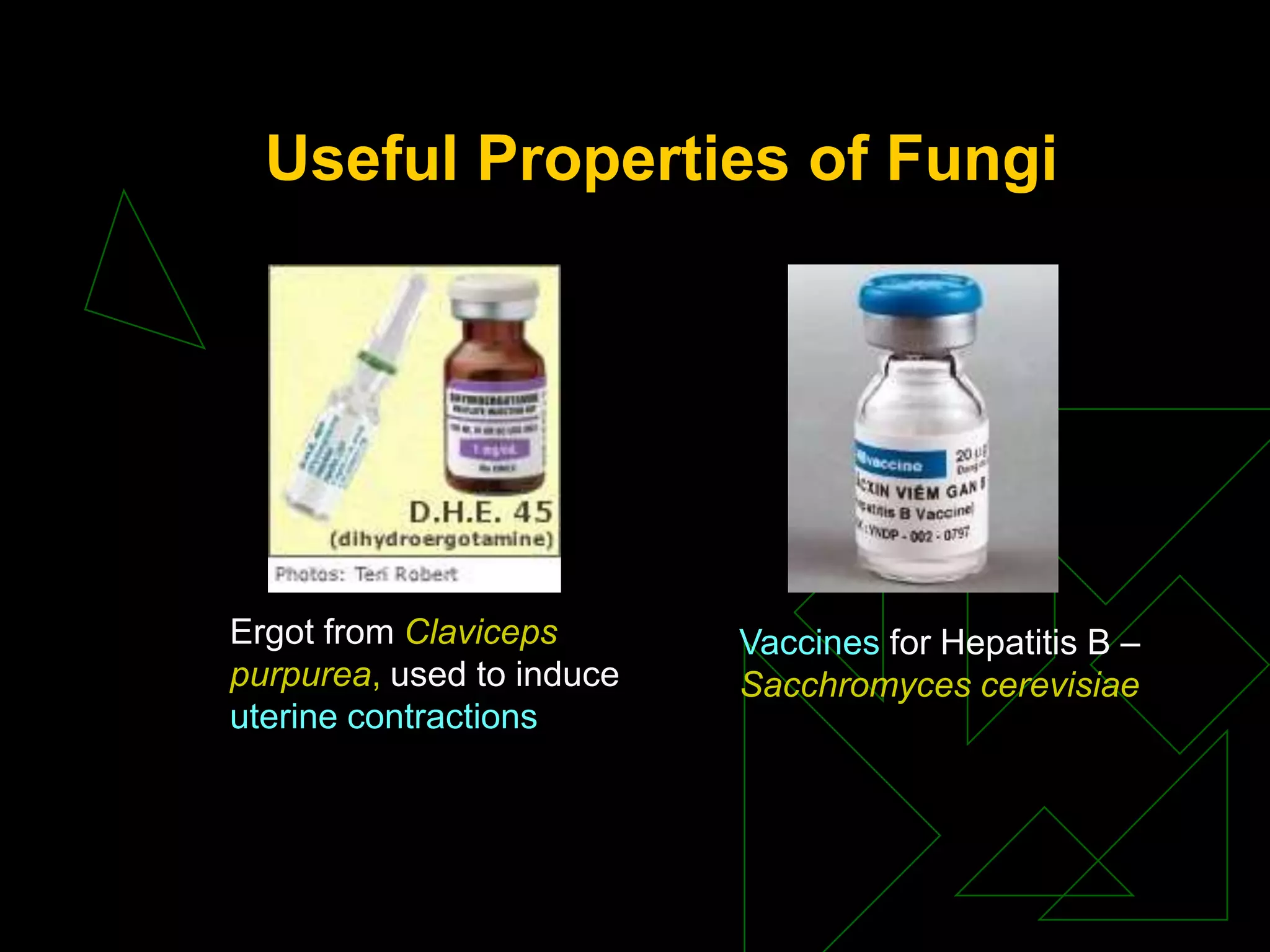 Useful Properties of Fungi
Ergot from Claviceps
purpurea, used to induce
uterine contractions
Vaccines for Hepatitis B –
Sacchromyces cerevisiae
 