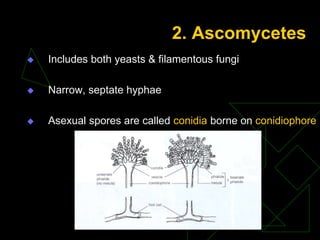 Introduction mycology | PPT
