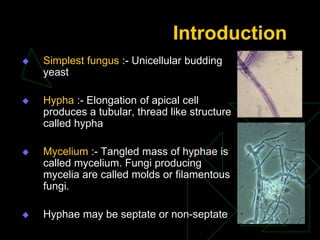 Introduction mycology | PPT