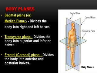 Halves Body Part Introduction of anatomy | PDF