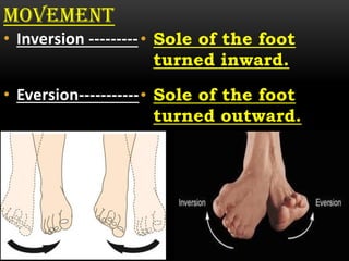 Foot Inward Inversion Introduction of anatomy | PDF