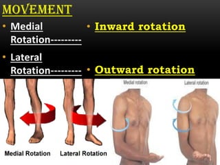 Introduction of anatomy | PDF