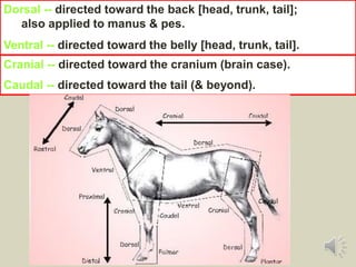Dorsal -- directed toward the back [head, trunk, tail];
also applied to manus & pes.
Ventral -- directed toward the belly [head, trunk, tail].
Cranial -- directed toward the cranium (brain case).
Caudal -- directed toward the tail (& beyond).
 