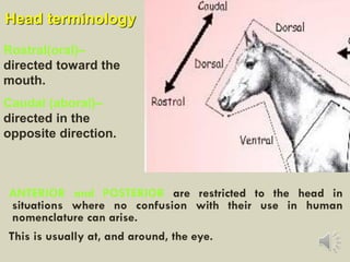 ANTERIOR and POSTERIOR are restricted to the head in
situations where no confusion with their use in human
nomenclature can arise.
This is usually at, and around, the eye.
Head terminology
Rostral(oral)–
directed toward the
mouth.
Caudal (aboral)–
directed in the
opposite direction.
 