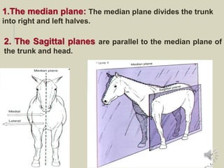 2. The Sagittal planes are parallel to the median plane of
the trunk and head.
1.The median plane: The median plane divides the trunk
into right and left halves.
 