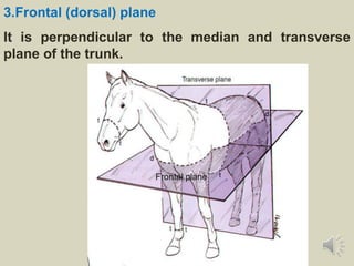 3.Frontal (dorsal) plane
It is perpendicular to the median and transverse
plane of the trunk.
Frontal plane
 