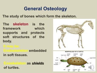 General Osteology
The study of bones which form the skeleton.
The skeleton is the
framework which
supports and protects
soft structures of the
body.
Exoskeleton as shields
of turtles.
It may be:
Endoskeleton embedded
in soft tissues.
 