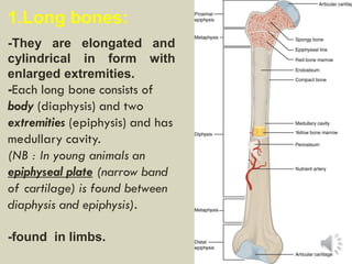 1.Long bones:
-They are elongated and
cylindrical in form with
enlarged extremities.
-Each long bone consists of
body (diaphysis) and two
extremities (epiphysis) and has
medullary cavity.
(NB : In young animals an
epiphyseal plate (narrow band
of cartilage) is found between
diaphysis and epiphysis).
-found in limbs.
 