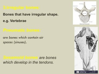 3.Irregular bones:
Bones that have irregular shape.
e.g. Vertebrae
Pneumatic bones:
are bones which contain air
spaces (sinuses).
Sesamoid bones are bones
which develop in the tendons.
 