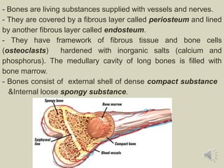 Compact bone
- Bones are living substances supplied with vessels and nerves.
- They are covered by a fibrous layer called periosteum and lined
by another fibrous layer called endosteum.
- They have framework of fibrous tissue and bone cells
(osteoclasts) hardened with inorganic salts (calcium and
phosphorus). The medullary cavity of long bones is filled with
bone marrow.
- Bones consist of external shell of dense compact substance
&Internal loose spongy substance.
 