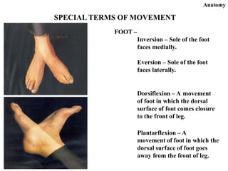 introductioeeeeeeeeeeeeeen_of_anatomy.ppt