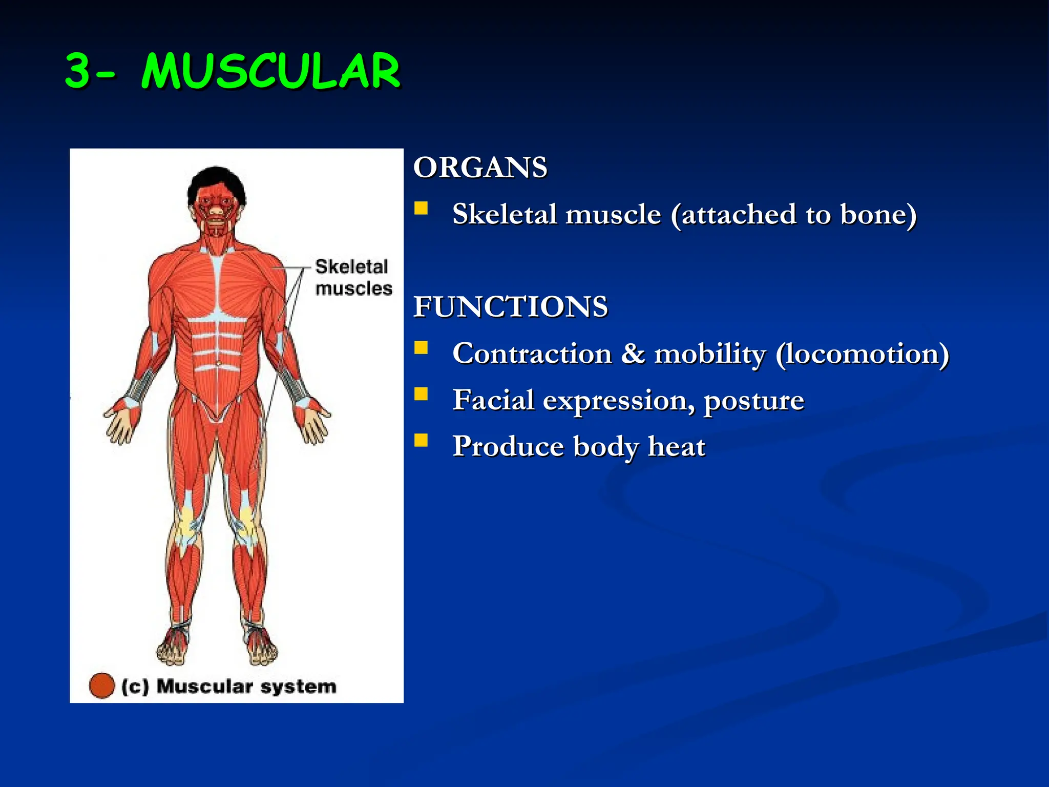 3- MUSCULAR
3- MUSCULAR
ORGANS
ORGANS
 Skeletal muscle (attached to bone)
Skeletal muscle (attached to bone)
FUNCTIONS
FUNCTIONS
 Contraction & mobility (locomotion)
Contraction & mobility (locomotion)
 Facial expression, posture
Facial expression, posture
 Produce body heat
Produce body heat
 