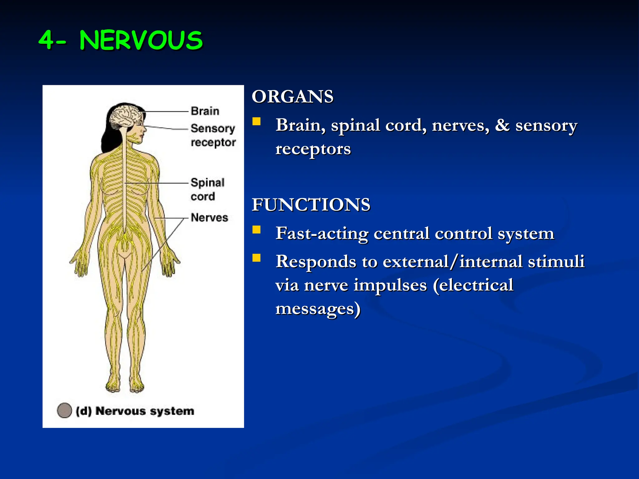 4- NERVOUS
4- NERVOUS
ORGANS
ORGANS
 Brain, spinal cord, nerves, & sensory
Brain, spinal cord, nerves, & sensory
receptors
receptors
FUNCTIONS
FUNCTIONS
 Fast-acting central control system
Fast-acting central control system
 Responds to external/internal stimuli
Responds to external/internal stimuli
via nerve impulses (electrical
via nerve impulses (electrical
messages)
messages)
 