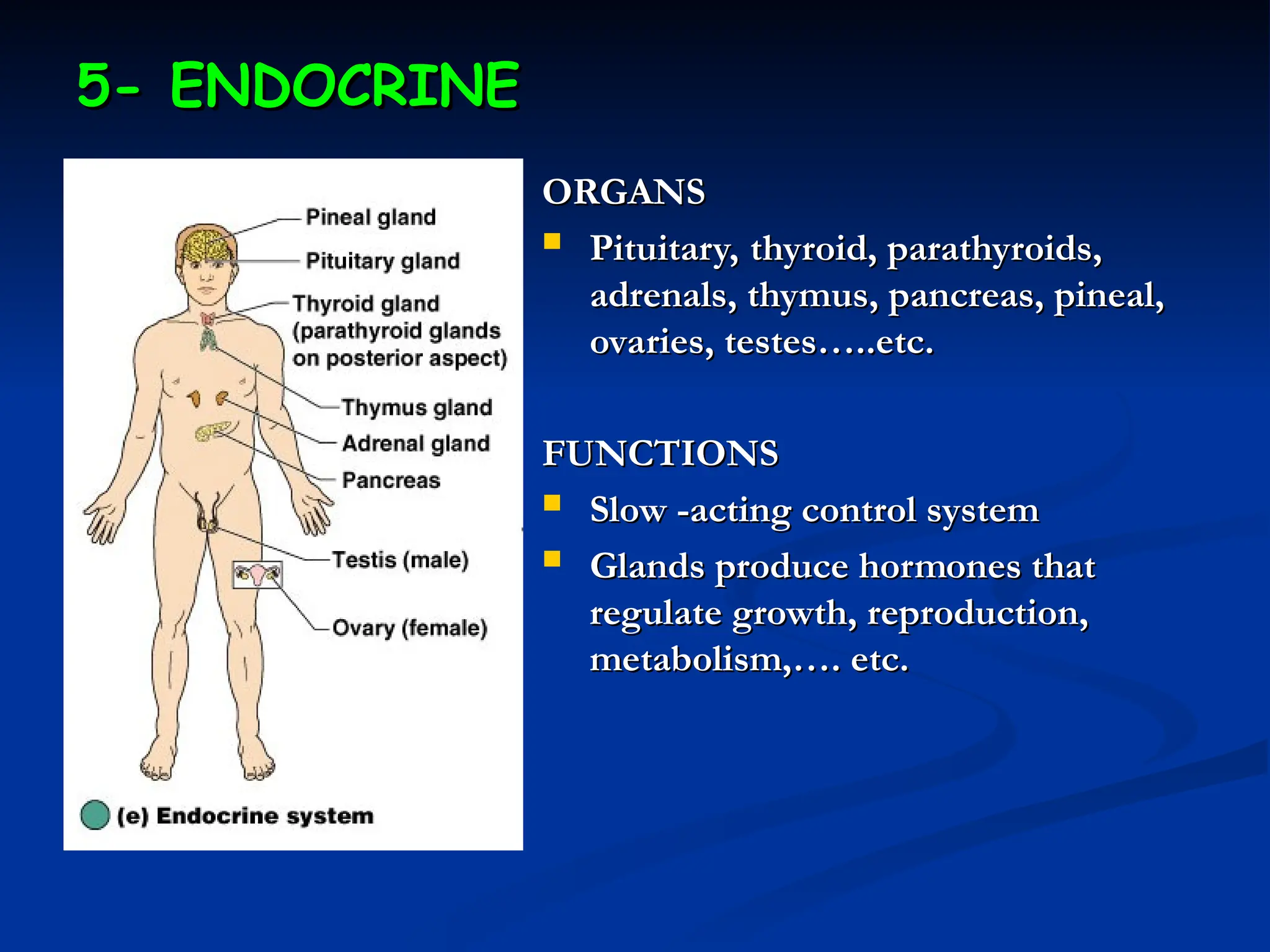 5- ENDOCRINE
5- ENDOCRINE
ORGANS
ORGANS
 Pituitary, thyroid, parathyroids,
Pituitary, thyroid, parathyroids,
adrenals, thymus, pancreas, pineal,
adrenals, thymus, pancreas, pineal,
ovaries, testes…..etc.
ovaries, testes…..etc.
FUNCTIONS
FUNCTIONS
 Slow -acting control system
Slow -acting control system
 Glands produce hormones that
Glands produce hormones that
regulate growth, reproduction,
regulate growth, reproduction,
metabolism,…. etc.
metabolism,…. etc.
 