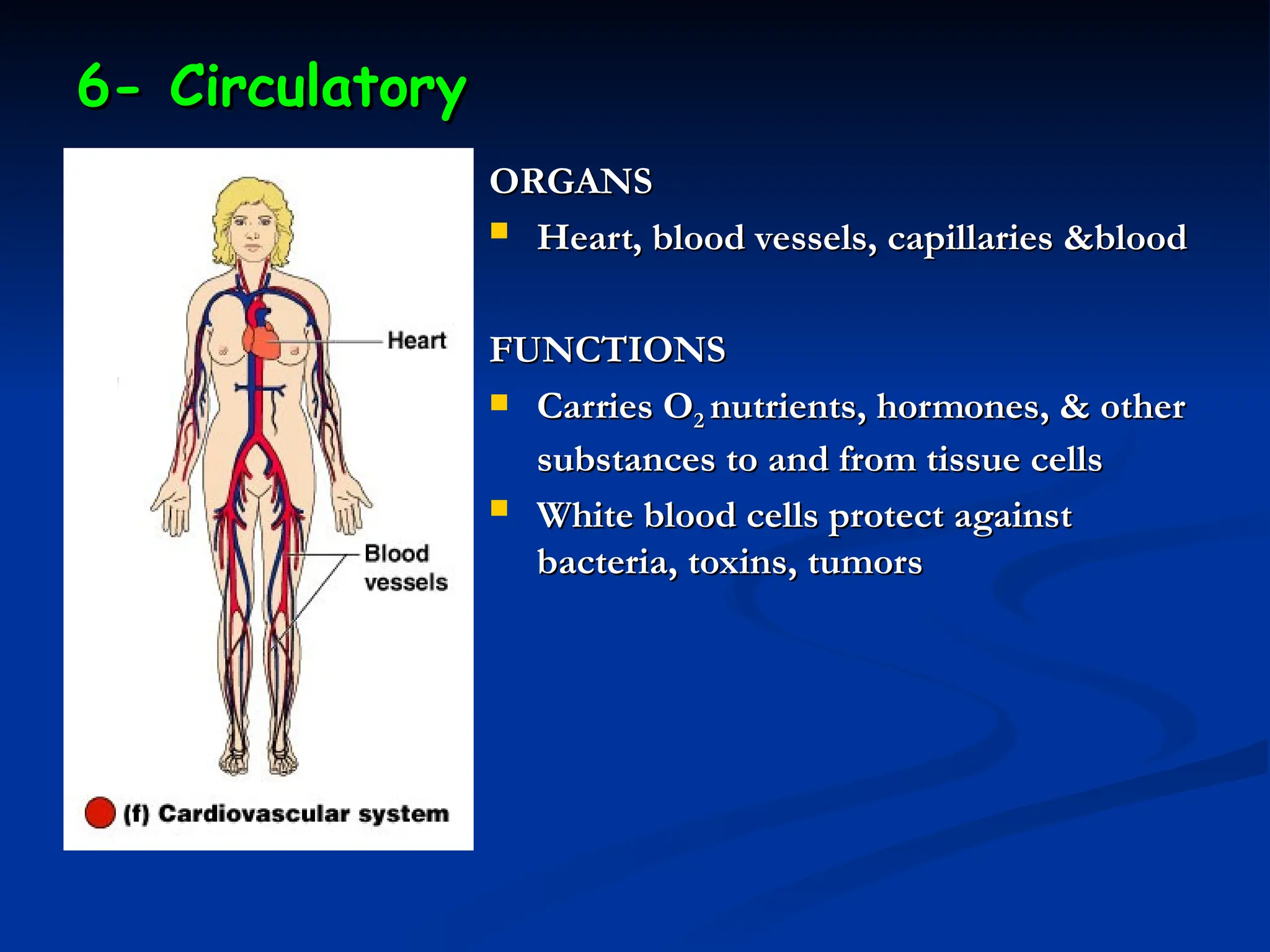 6- Circulatory
6- Circulatory
ORGANS
ORGANS
 Heart, blood vessels, capillaries &blood
Heart, blood vessels, capillaries &blood
FUNCTIONS
FUNCTIONS
 Carries O
Carries O2
2 nutrients, hormones, & other
nutrients, hormones, & other
substances to and from tissue cells
substances to and from tissue cells
 White blood cells protect against
White blood cells protect against
bacteria, toxins, tumors
bacteria, toxins, tumors
 