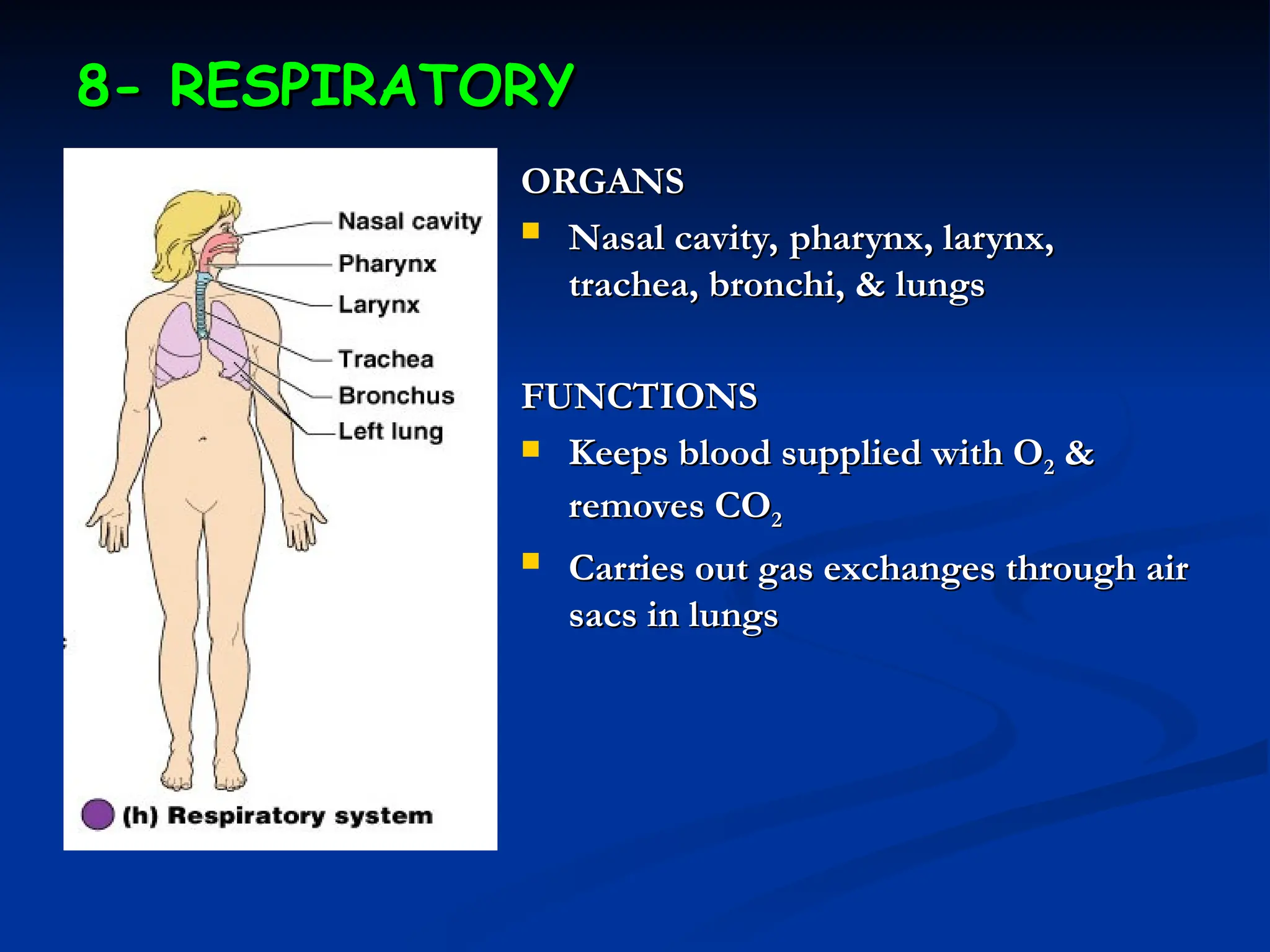 8- RESPIRATORY
8- RESPIRATORY
ORGANS
ORGANS
 Nasal cavity, pharynx, larynx,
Nasal cavity, pharynx, larynx,
trachea, bronchi, & lungs
trachea, bronchi, & lungs
FUNCTIONS
FUNCTIONS
 Keeps blood supplied with O
Keeps blood supplied with O2
2 &
&
removes CO
removes CO2
2
 Carries out gas exchanges through air
Carries out gas exchanges through air
sacs in lungs
sacs in lungs
 