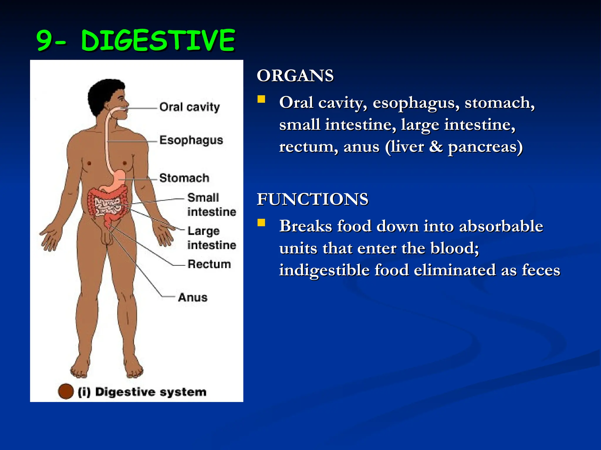 9- DIGESTIVE
9- DIGESTIVE
ORGANS
ORGANS
 Oral cavity, esophagus, stomach,
Oral cavity, esophagus, stomach,
small intestine, large intestine,
small intestine, large intestine,
rectum, anus (liver & pancreas)
rectum, anus (liver & pancreas)
FUNCTIONS
FUNCTIONS
 Breaks food down into absorbable
Breaks food down into absorbable
units that enter the blood;
units that enter the blood;
indigestible food eliminated as feces
indigestible food eliminated as feces
 