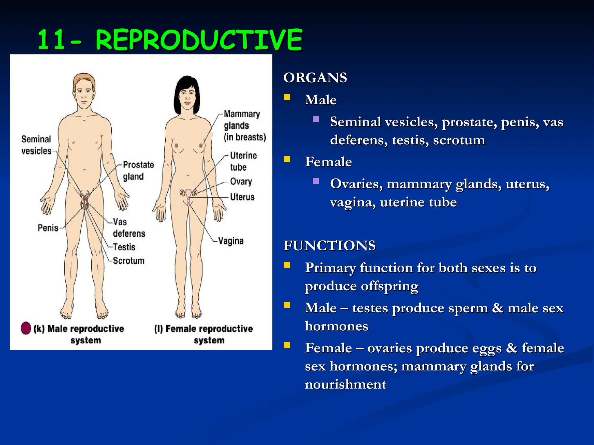 11- REPRODUCTIVE
11- REPRODUCTIVE
ORGANS
ORGANS
 Male
Male
 Seminal vesicles, prostate, penis, vas
Seminal vesicles, prostate, penis, vas
deferens, testis, scrotum
deferens, testis, scrotum
 Female
Female
 Ovaries, mammary glands, uterus,
Ovaries, mammary glands, uterus,
vagina, uterine tube
vagina, uterine tube
FUNCTIONS
FUNCTIONS
 Primary function for both sexes is to
Primary function for both sexes is to
produce offspring
produce offspring
 Male – testes produce sperm & male sex
Male – testes produce sperm & male sex
hormones
hormones
 Female – ovaries produce eggs & female
Female – ovaries produce eggs & female
sex hormones; mammary glands for
sex hormones; mammary glands for
nourishment
nourishment
 