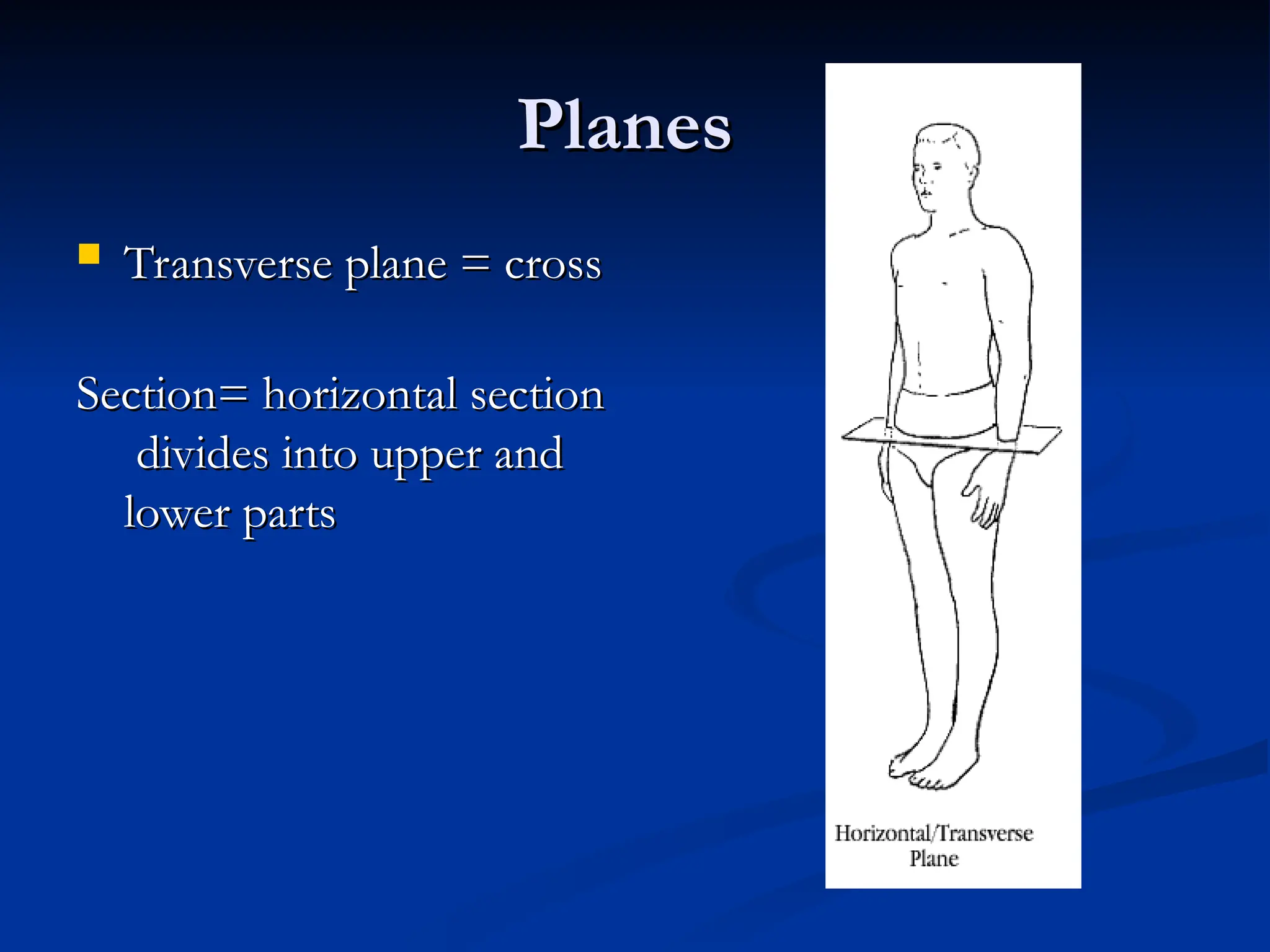 Planes
Planes
 Transverse plane = cross
Transverse plane = cross
Section= horizontal section
Section= horizontal section
divides into upper and
divides into upper and
lower parts
lower parts
 