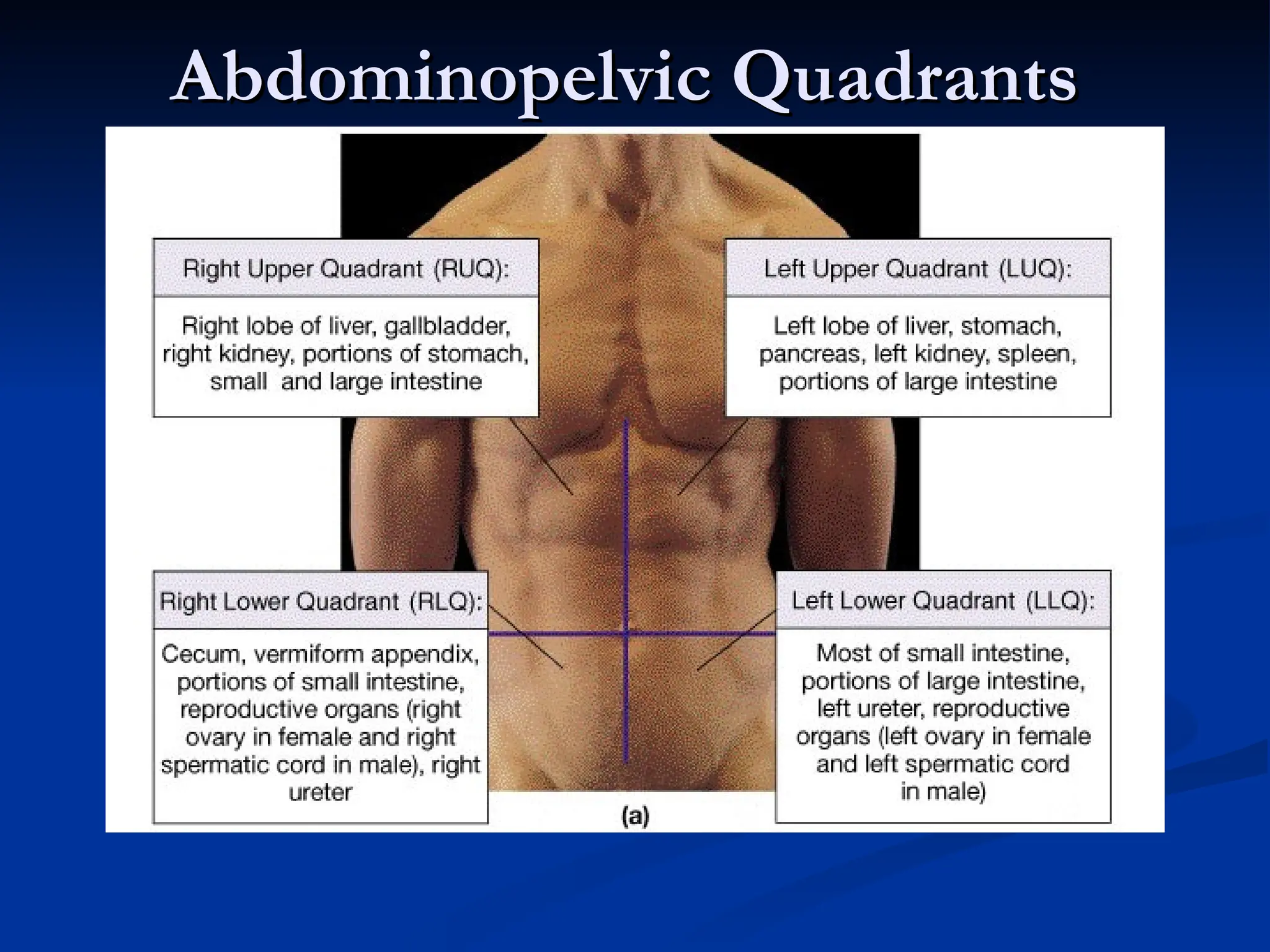 Abdominopelvic Quadrants
Abdominopelvic Quadrants
 