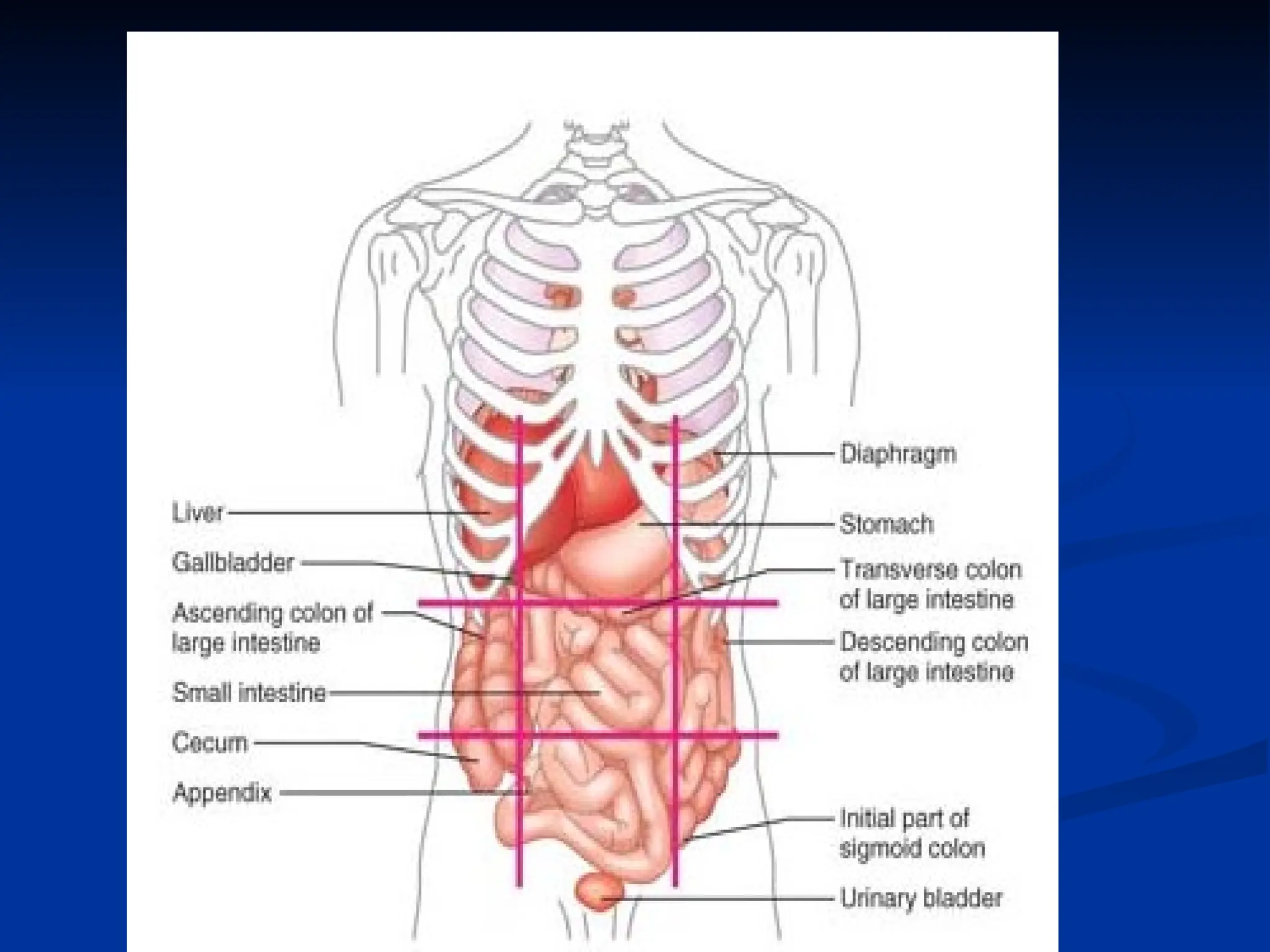 The Human Body : An Orientation and Introduction