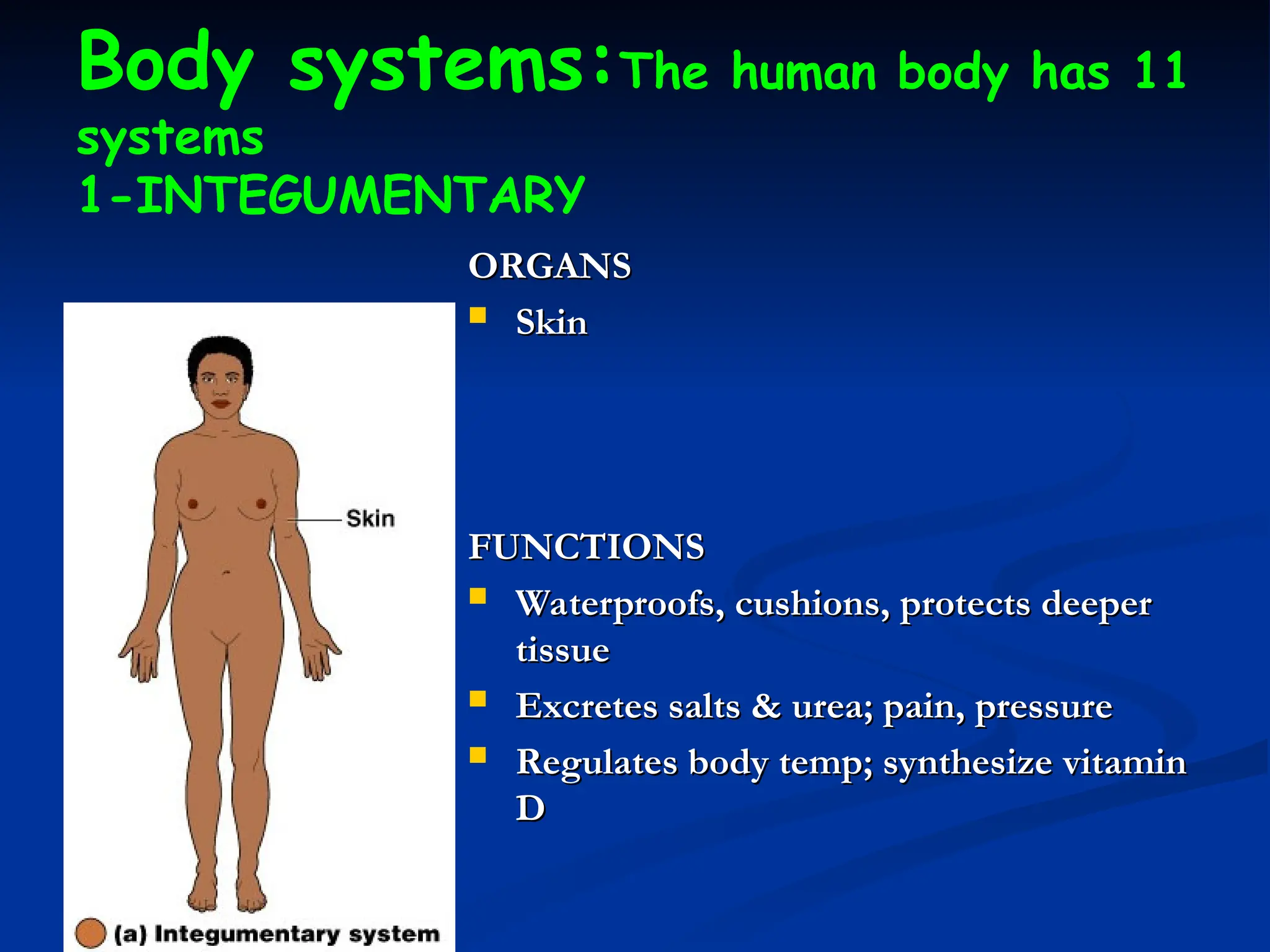 Body systems:The human body has 11
systems
1-INTEGUMENTARY
ORGANS
ORGANS
 Skin
Skin
FUNCTIONS
FUNCTIONS
 Waterproofs, cushions, protects deeper
Waterproofs, cushions, protects deeper
tissue
tissue
 Excretes salts & urea; pain, pressure
Excretes salts & urea; pain, pressure
 Regulates body temp; synthesize vitamin
Regulates body temp; synthesize vitamin
D
D
 