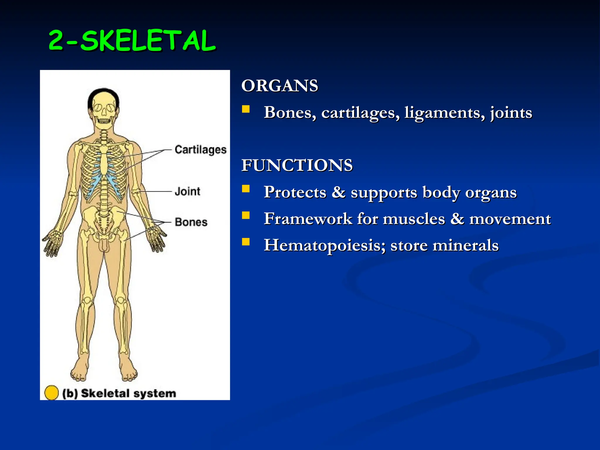 2-SKELETAL
2-SKELETAL
ORGANS
ORGANS
 Bones, cartilages, ligaments, joints
Bones, cartilages, ligaments, joints
FUNCTIONS
FUNCTIONS
 Protects & supports body organs
Protects & supports body organs
 Framework for muscles & movement
Framework for muscles & movement
 Hematopoiesis; store minerals
Hematopoiesis; store minerals
 