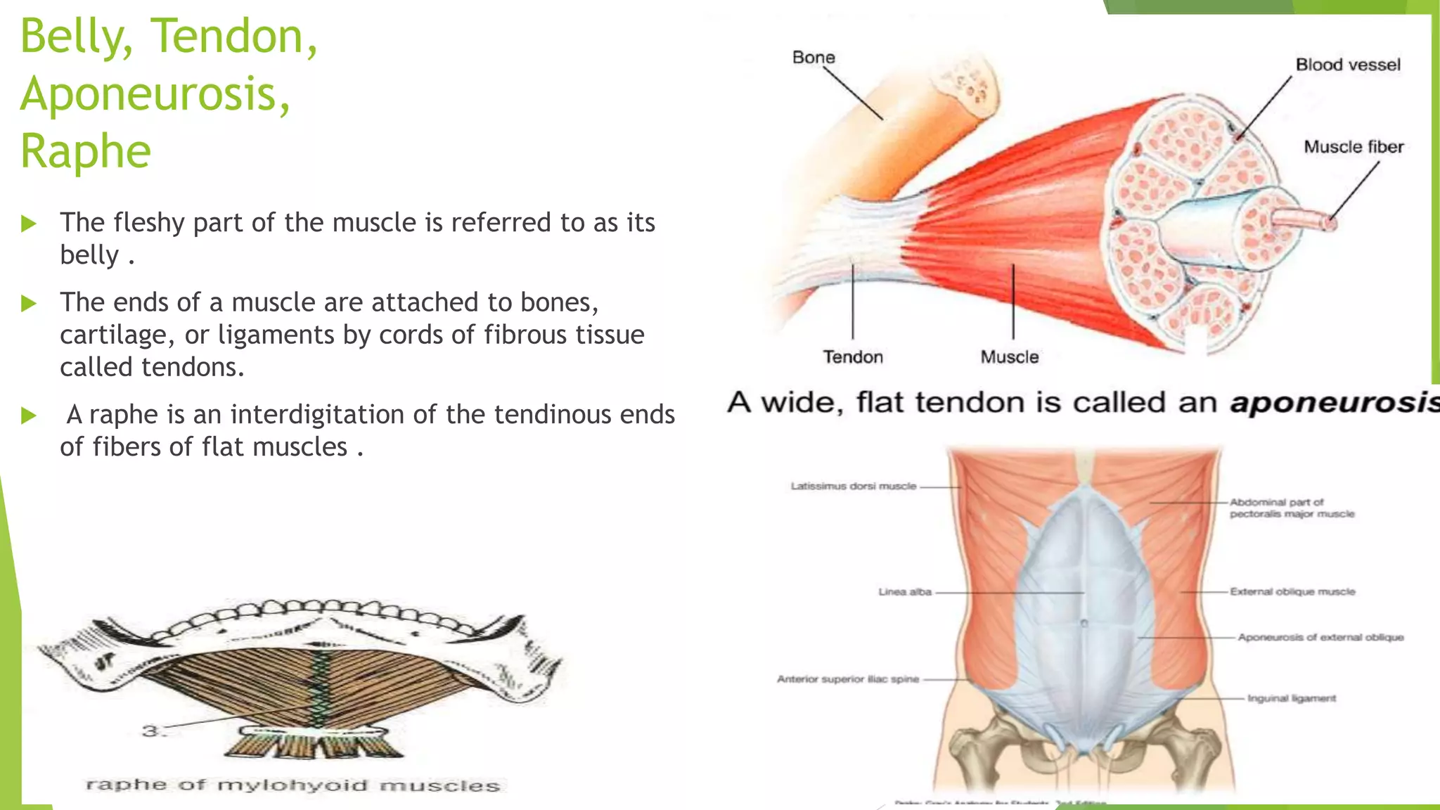 Raph In Muscles Introduction of anatomy basic structure of muscles | PPTX