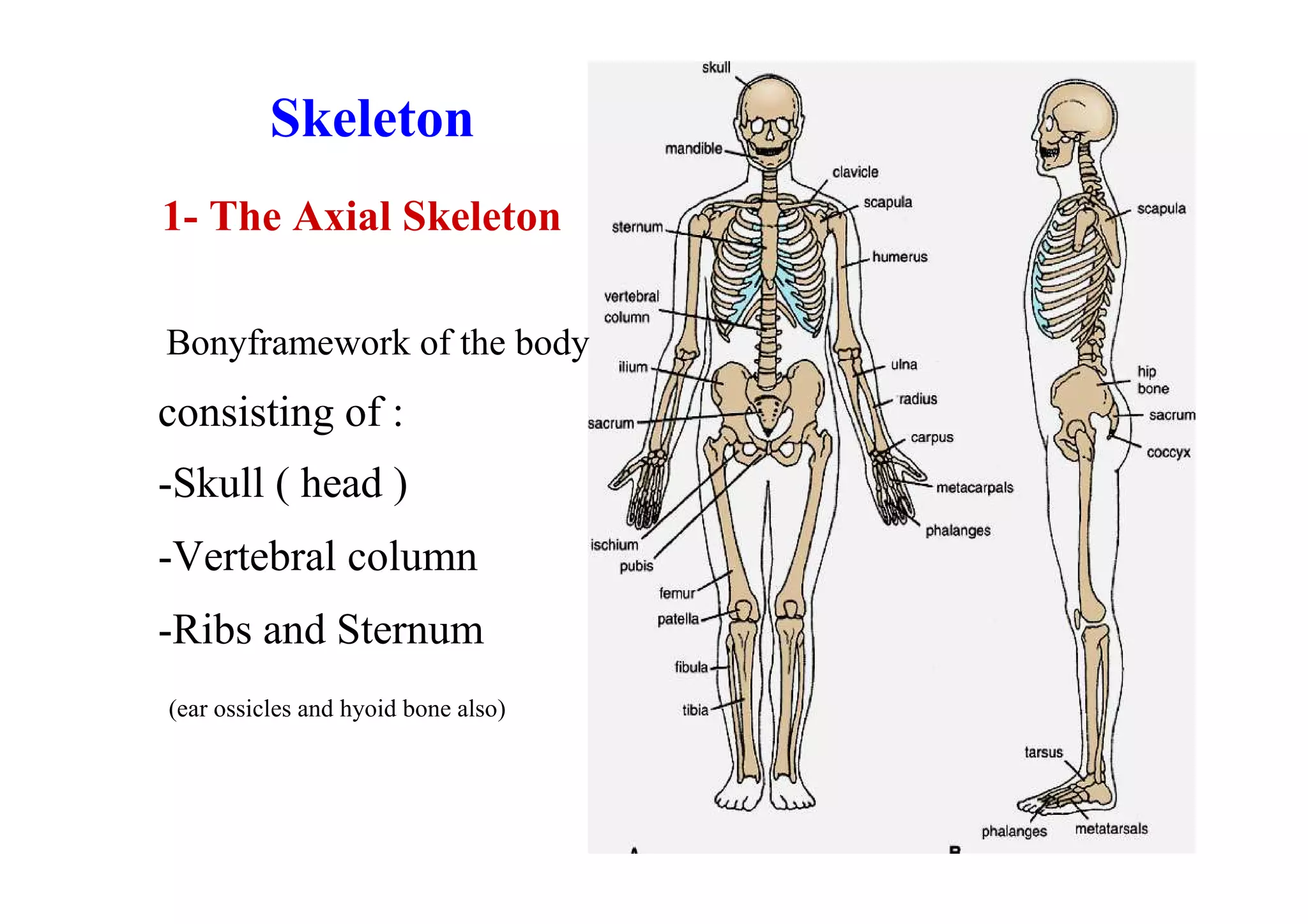 Skeleton
1- The Axial Skeleton

Bonyframework of the body
consisting of :
-Skull ( head )
-Vertebral column
-Ribs and Sternum
(ear ossicles and hyoid bone also)
 