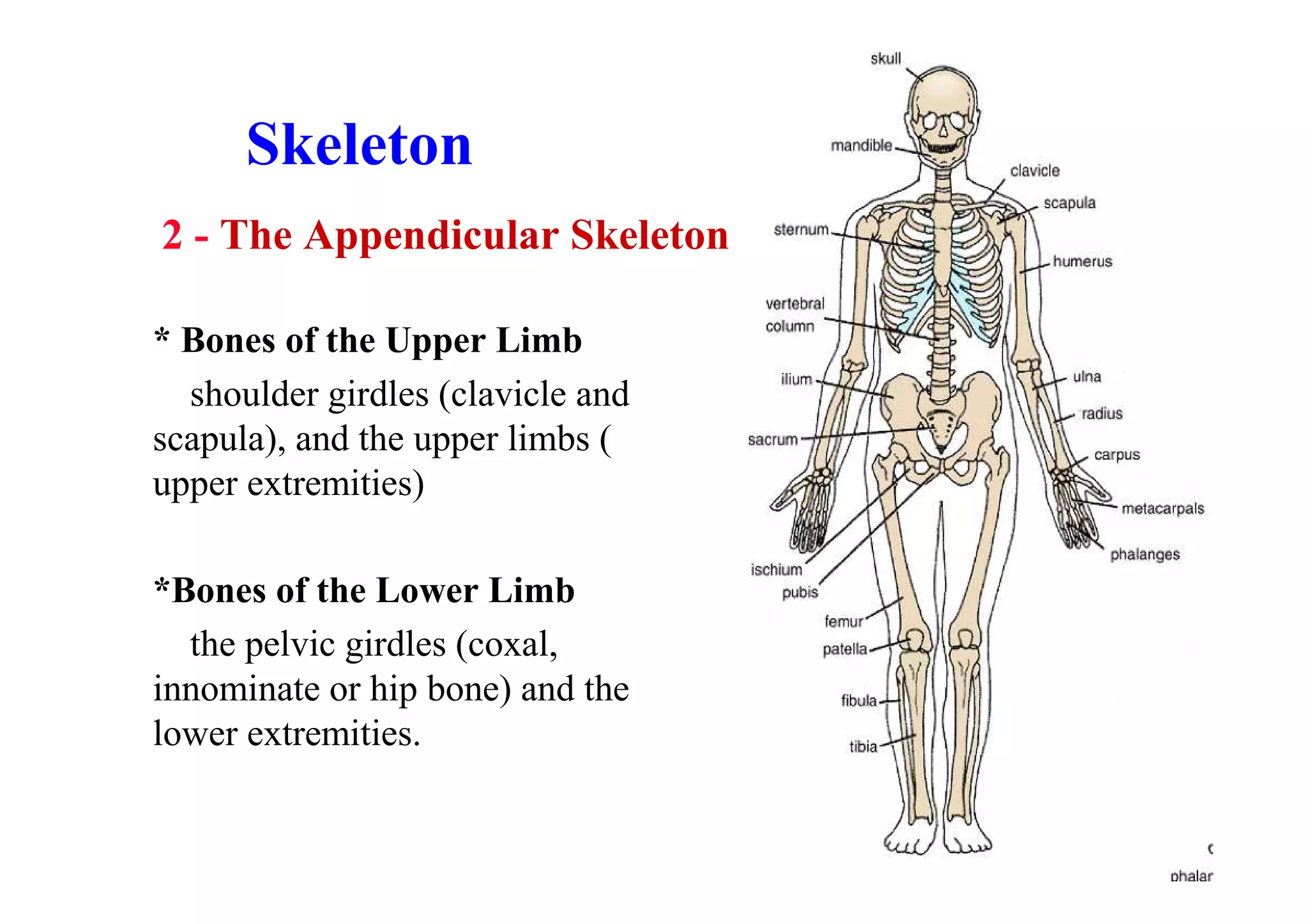 Skeleton
2 - The Appendicular Skeleton

* Bones of the Upper Limb
  shoulder girdles (clavicle and
scapula), and the upper limbs (
upper extremities)

*Bones of the Lower Limb
  the pelvic girdles (coxal,
innominate or hip bone) and the
lower extremities.
 