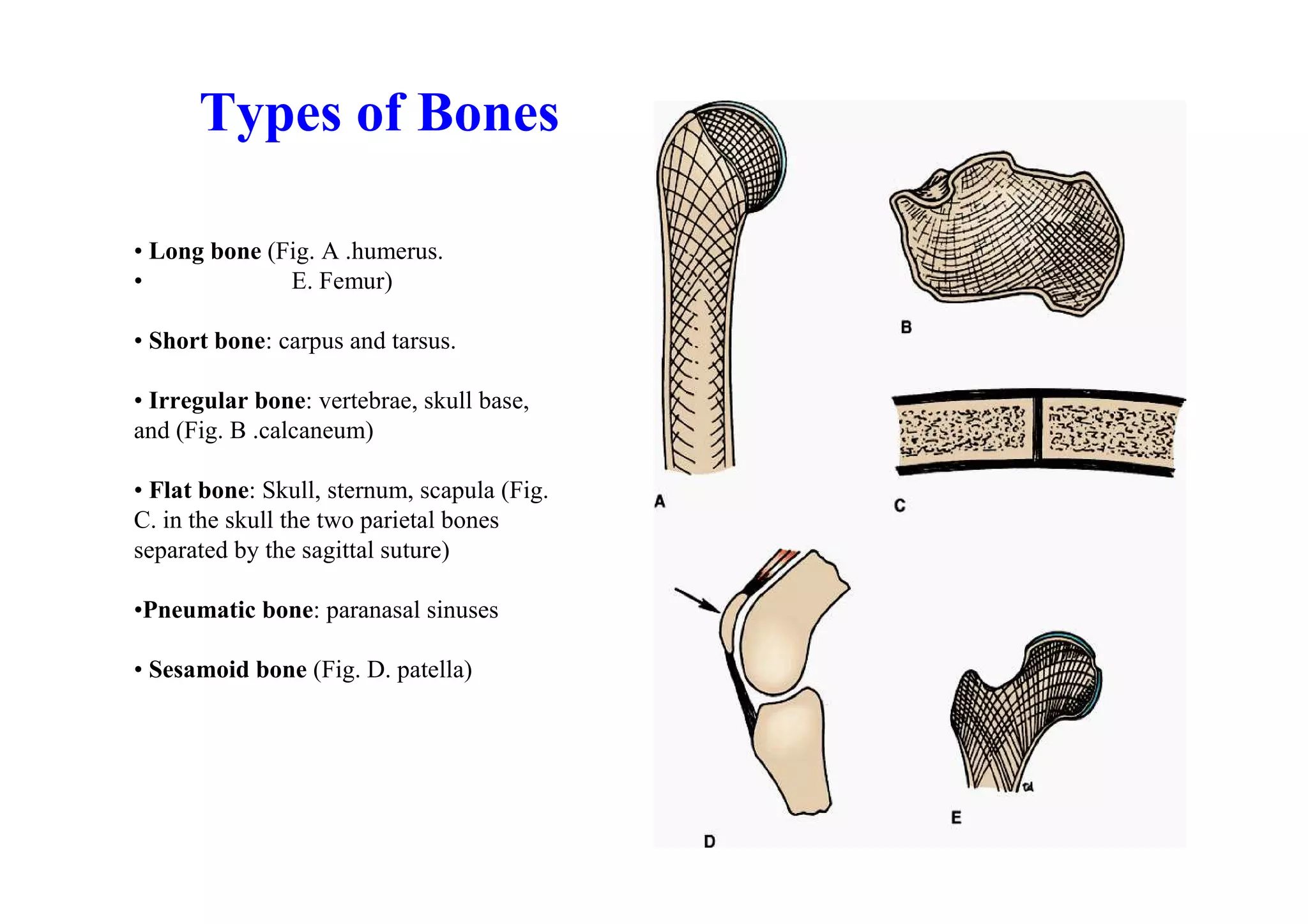 Types of Bones

• Long bone (Fig. A .humerus.
•             E. Femur)

• Short bone: carpus and tarsus.

• Irregular bone: vertebrae, skull base,
and (Fig. B .calcaneum)

• Flat bone: Skull, sternum, scapula (Fig.
C. in the skull the two parietal bones
separated by the sagittal suture)

•Pneumatic bone: paranasal sinuses

• Sesamoid bone (Fig. D. patella)
 